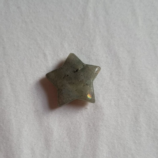 Labradoriet koestersterretje