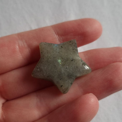 Labradoriet koestersterretje